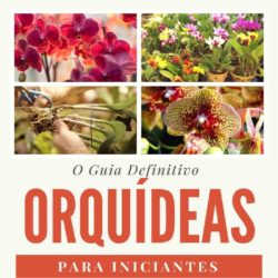 Guia definitivo - Orquídeas para iniciantes