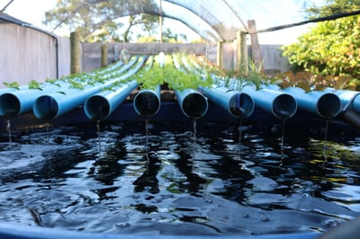 Este curso Aquaponia Leandro Laureti vale a pena?