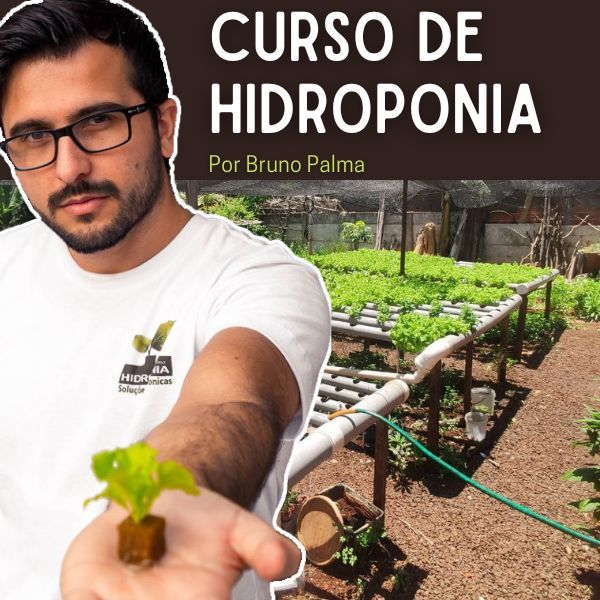 Como o curso de hidroponia online pode transformar seu cultivo em casa ou em um negócio lucrativo?