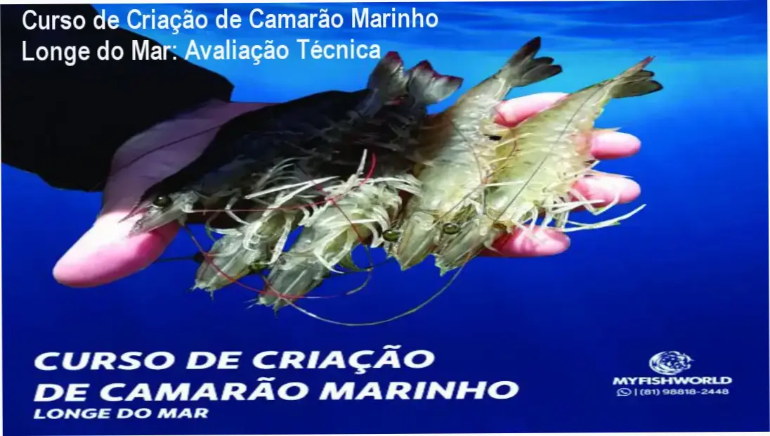 Infográfico detalhado sobre o sistema superintensivo de criação de camarão marinho fora do litoral