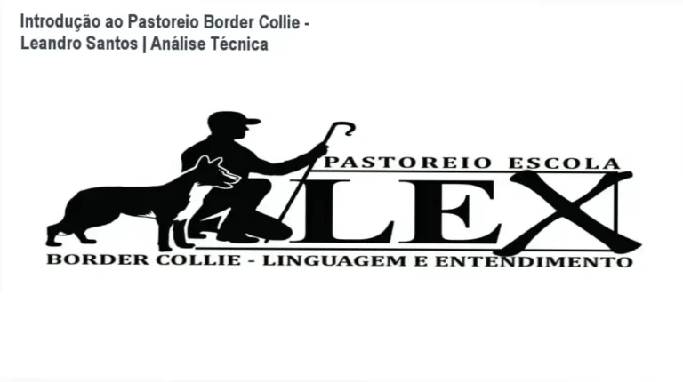 Leandro Santos demonstrando manejo de rebanho com Border Collie em treinamento de pastoreio