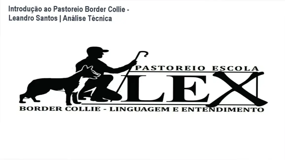 Leandro Santos demonstrando manejo de rebanho com Border Collie em treinamento de pastoreio