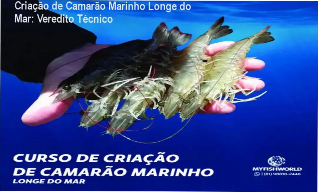 Infográfico demonstrando a estrutura de criação de camarão marinho em sistema superintensivo